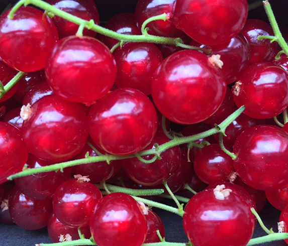 Горсть красной смородины