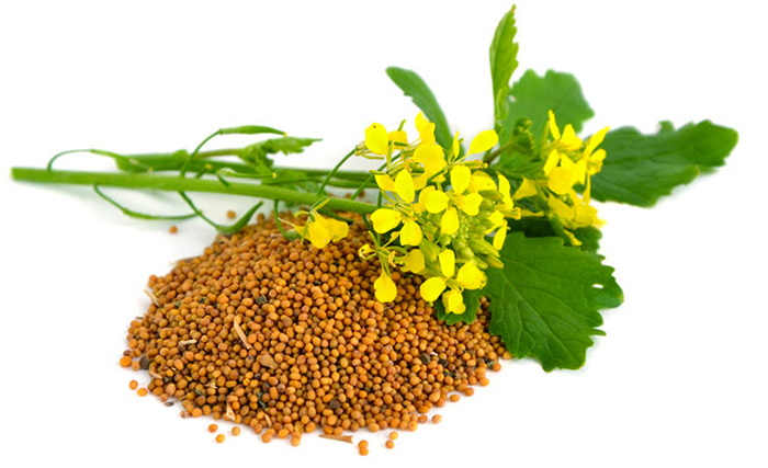 Горчица и ее семена