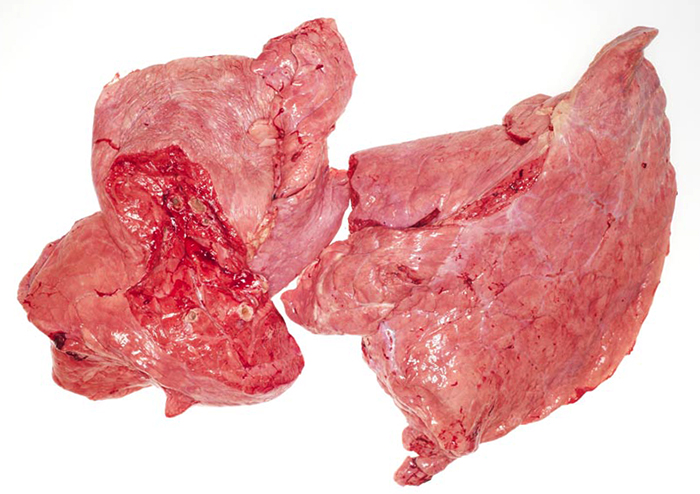 Говяжьи легкие