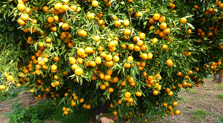 Грейпфрут растет