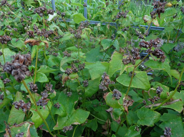 Гречка растет