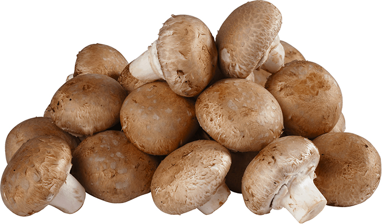 Грибы шампиньоны