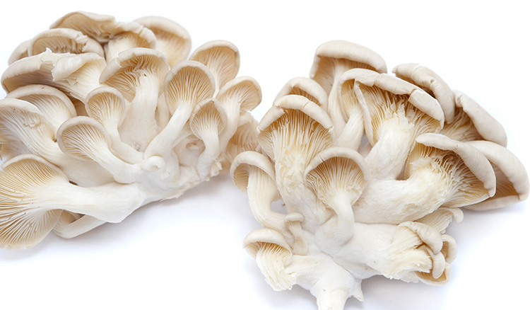 Грибы вешенки