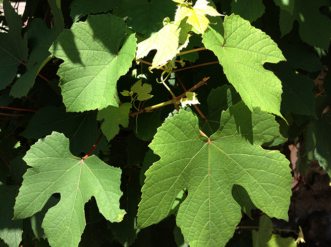 Растущие листья винограда