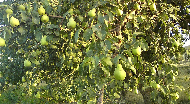 Груши растут
