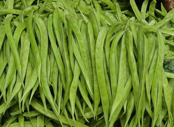 Cyamopsis tetragonoloba