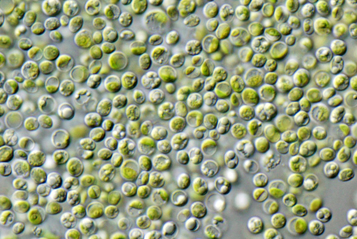 Клеточный вид