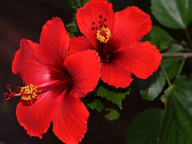 Гибискус растет