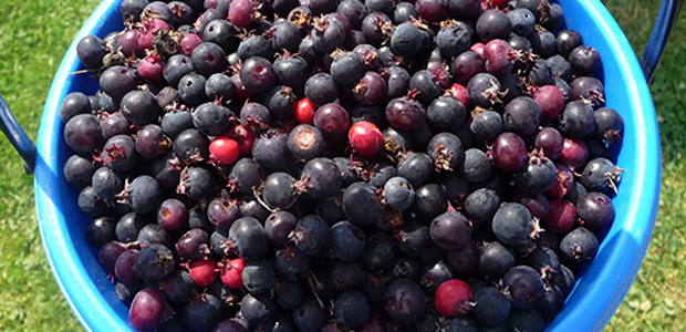 Ведро с иргой