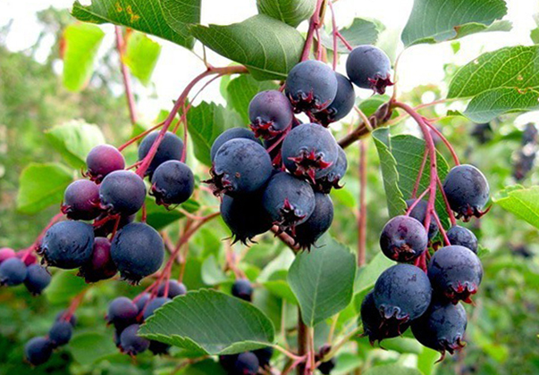 Ирга растет