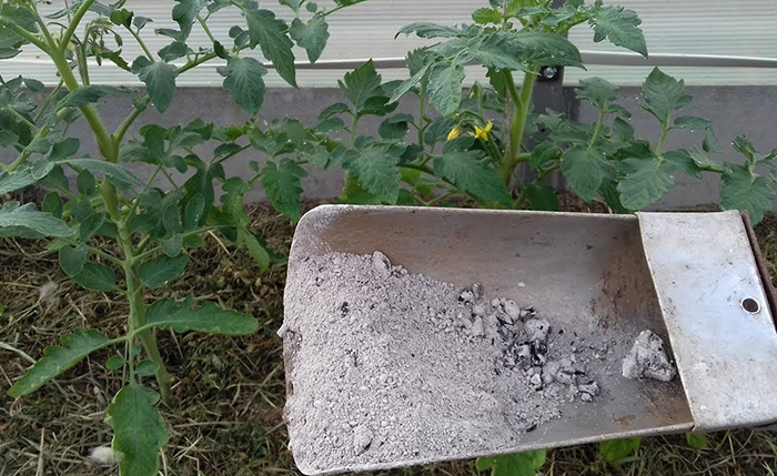 Перед использованием золы