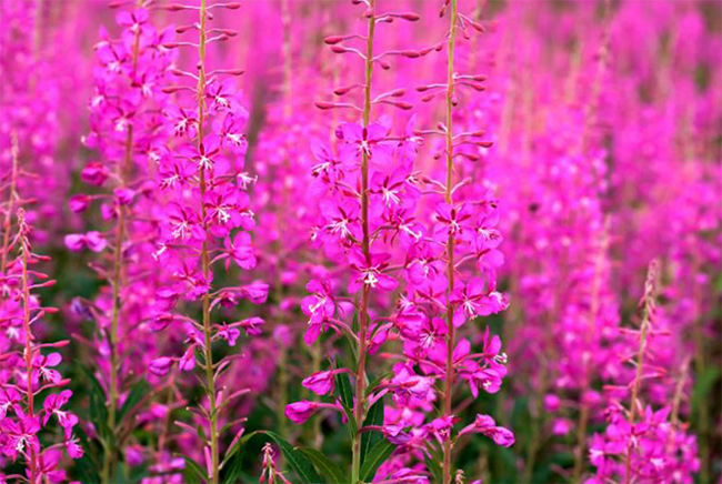 Иван-чай растет