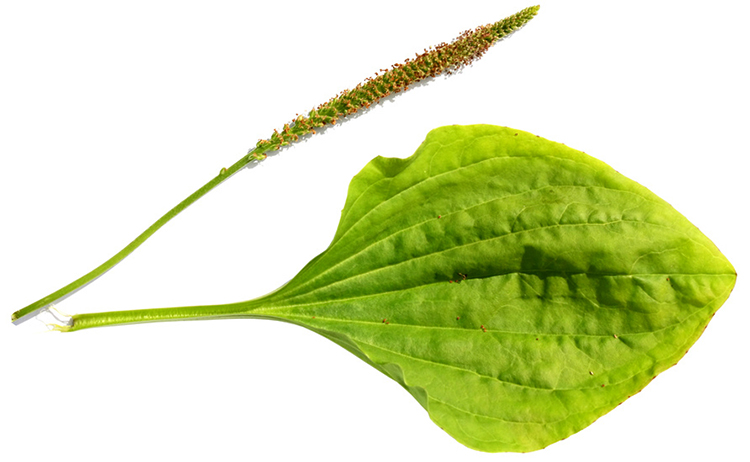 Свежий подорожник