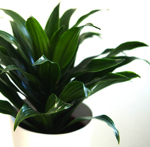 Как выглядит драцена