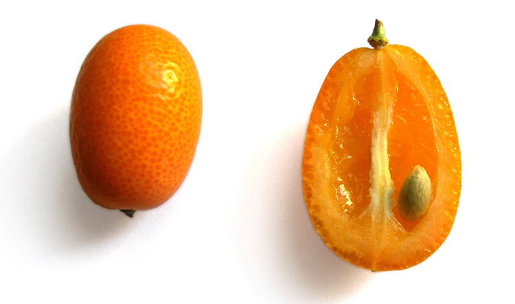 Как выглядит кумкват