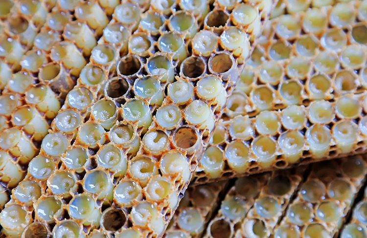 Как выглядит маточное молоко