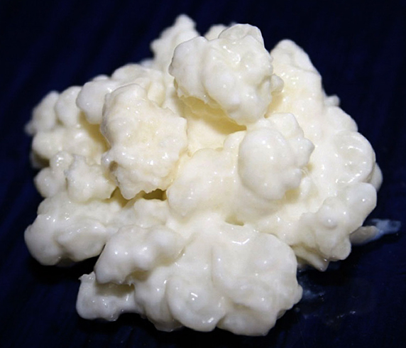 Как выглядит молочный гриб