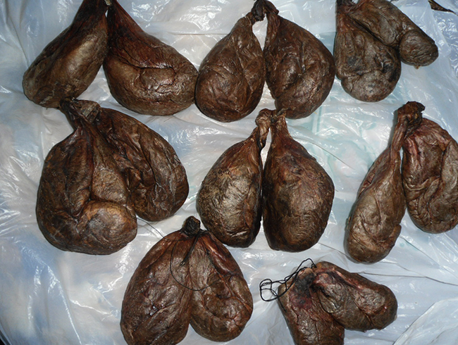 Как выглядят струя бобра