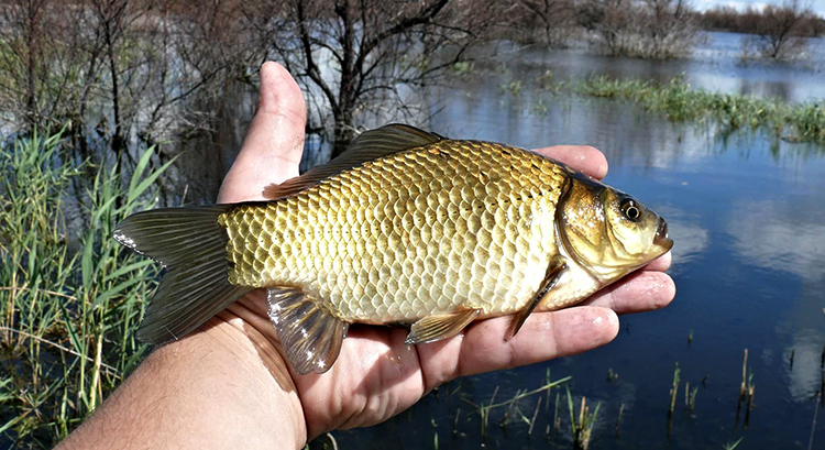 Карась в руке