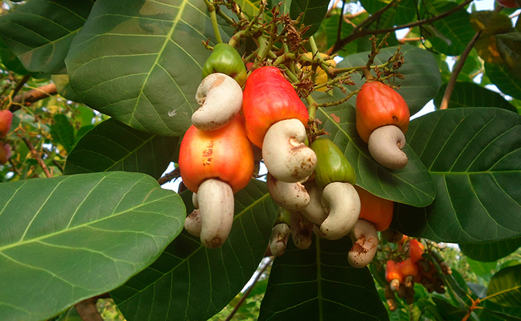 Кешью растут