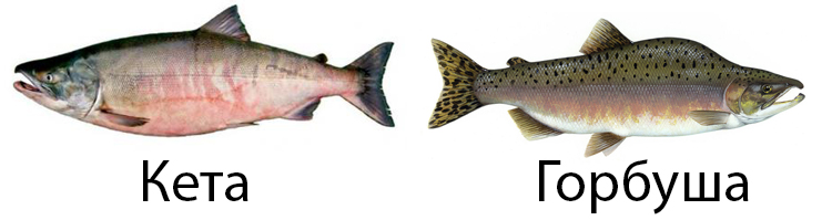 Кета и горбуша