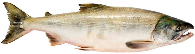 Как выглядит рыба кета