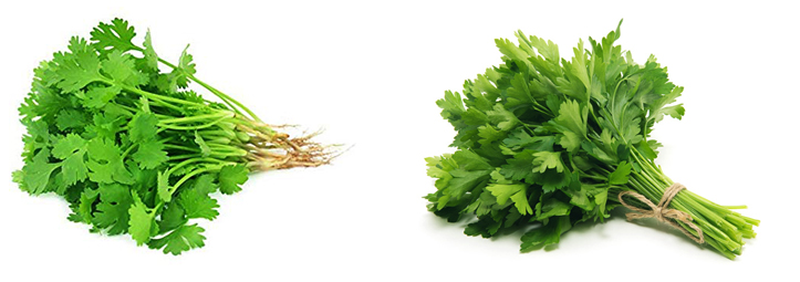 Кинза и петрушка