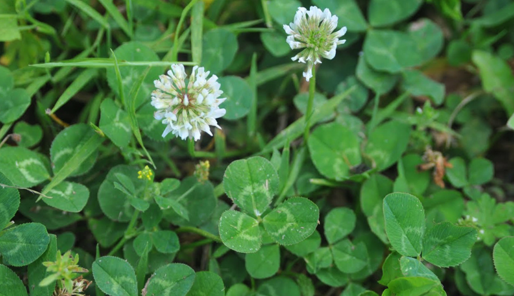 Клевер растет