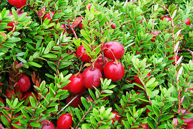 Клюква растет