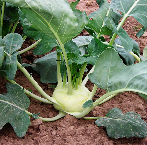 Кольраби растет