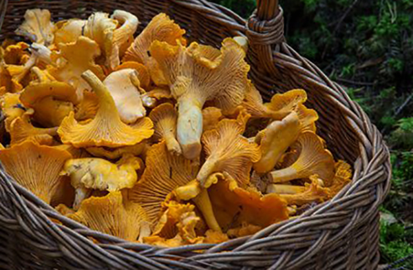 Корзина с лисичками