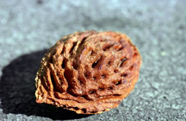 Одна косточка