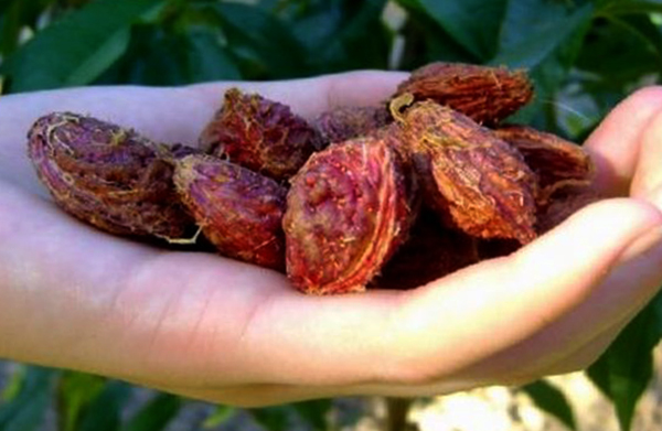 Косточки в руках