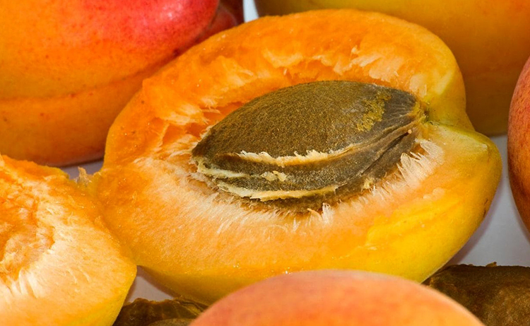 Косточка внутри абрикоса