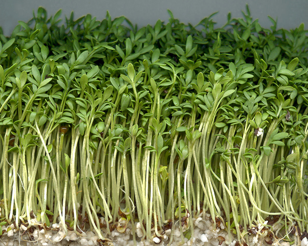 Кресс-салат растет