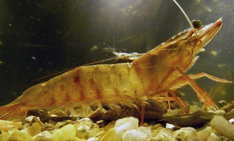 Живая креветка