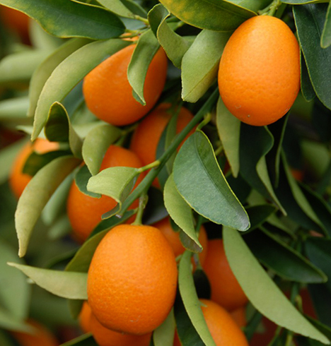 Кумкват растет