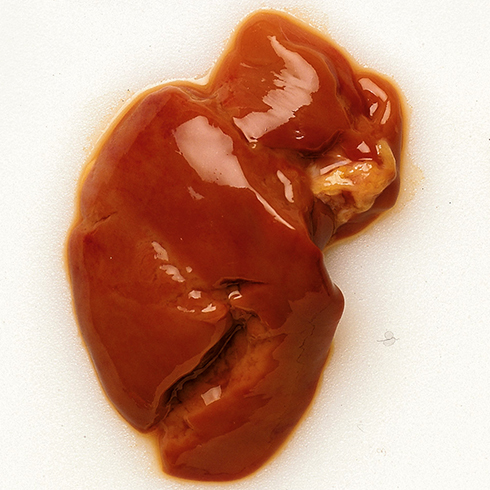 Кусок свежей печени