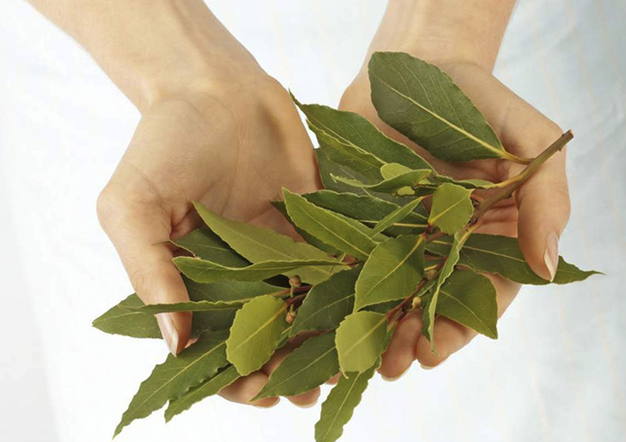 Лавровый лист в руках