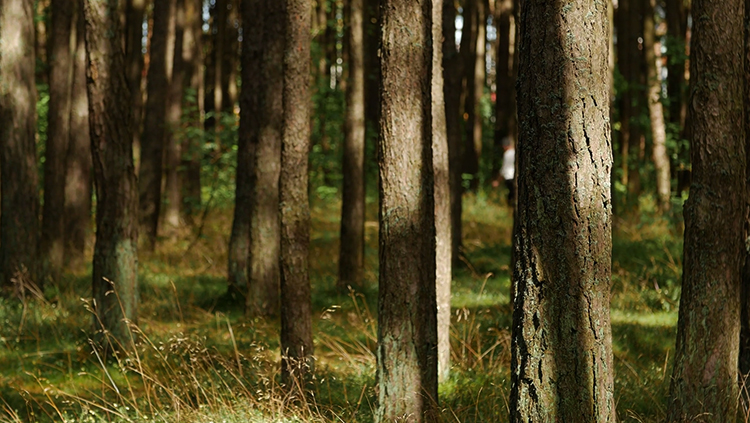 Лес из сосен