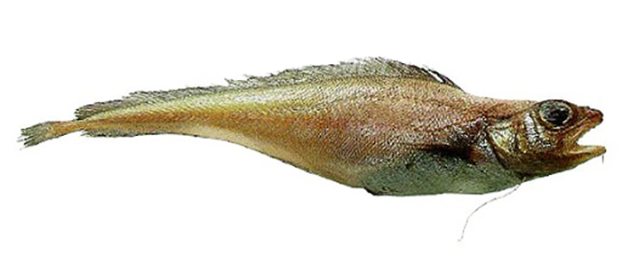 Рыба лимонелла