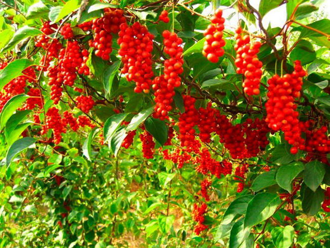 Растущий лимонник