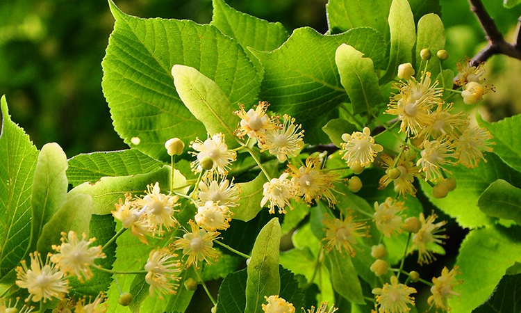 Липа растет