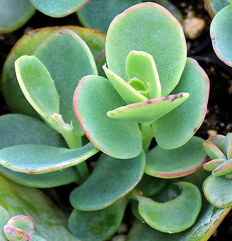 Листья растения