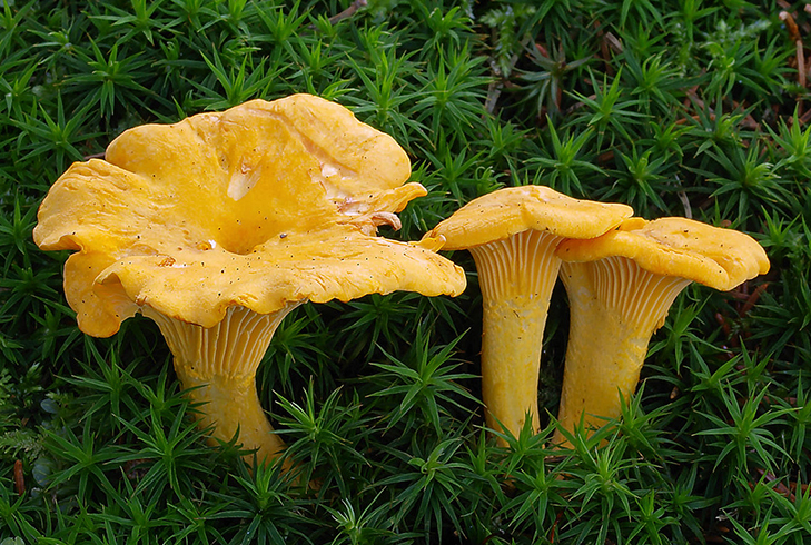 Лисички растут