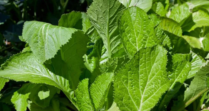 Листья горчицы