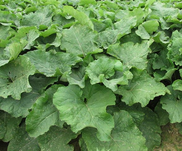 Растущий лопух