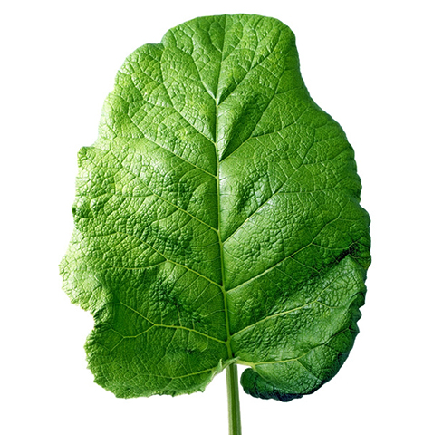 Лист лопуха