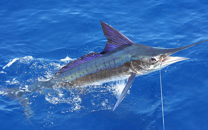 Ловля рыбы марлин