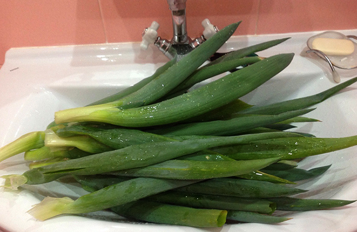 Лук в раковине